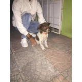 Envíos gratis en el día ✓ compre perros xoloitzcuintle en cuotas sin interés! Perros Perros y Cachorros Xoloitzcuintle en Mercado Libre MÃ©xico