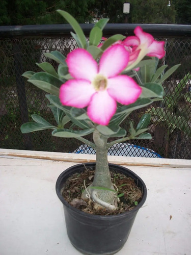 Entre ellas, destacamos las siguientes: . Rosa Del Desierto (planta) - $ 70.00 en Mercado Libre
