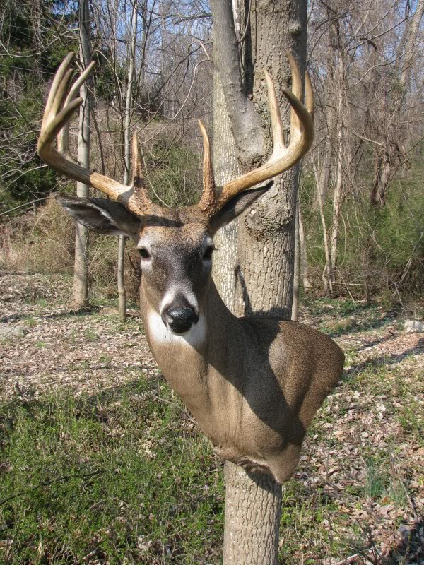 12+ Fresh 2 Man Deer Blind : FreeBibleimages :: Jesus heals a blind man :: Jesus heals : 5x6 two person seater deer blind shed building plans, shed plans, building permit,.