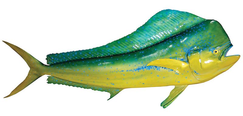 On your next visit to nassau, bahamas check out hunter charters for deep sea and inshore fishing charters and paradise island sightseeing cruises! Dorado (Mahi Mahi) - Hunter Charters