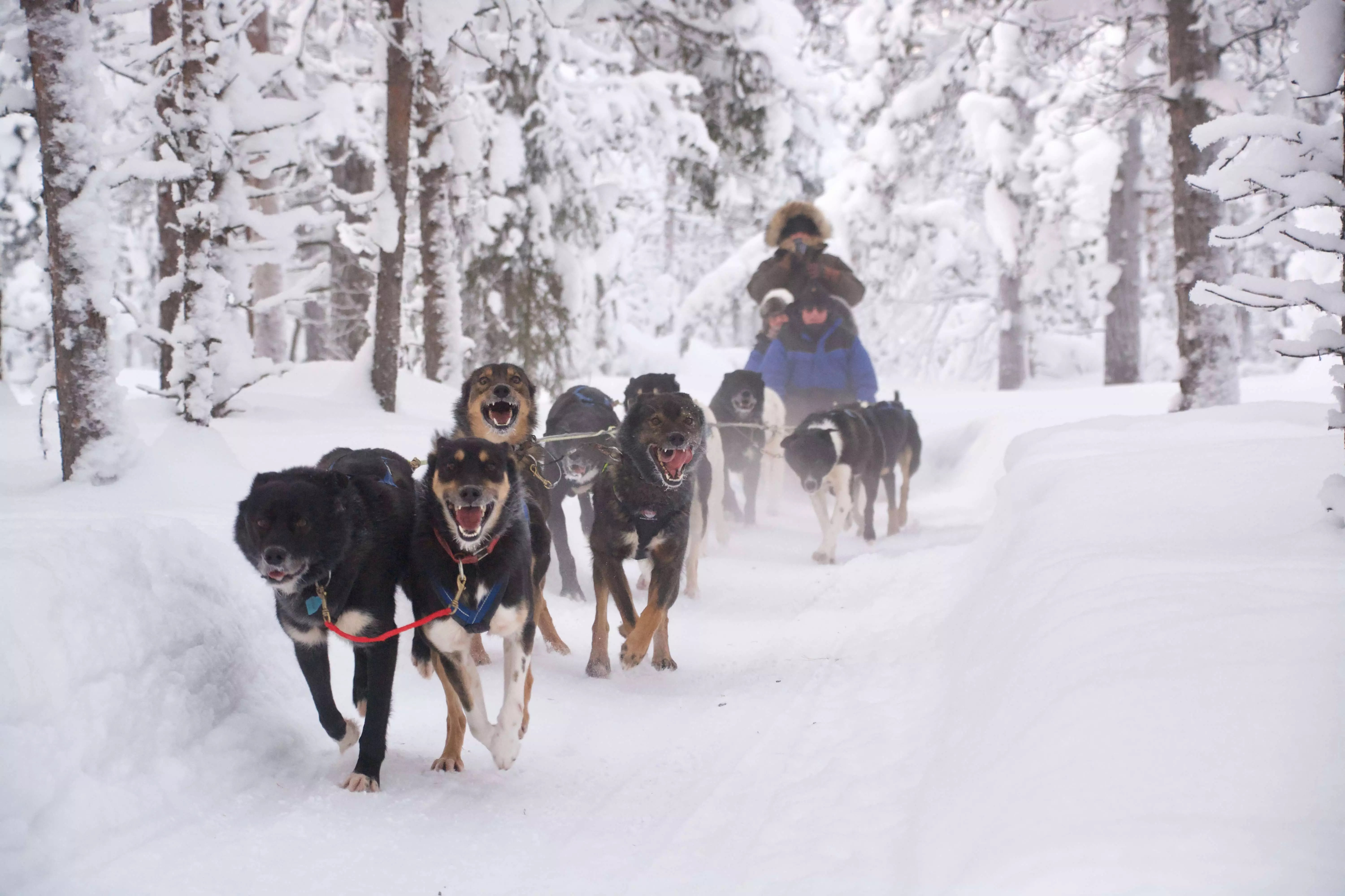 Sweden Husky Tours Tranquillo Napolitano