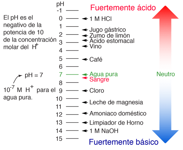 Base en sangre total valorable con un ácido o una base fuerte hasta un ph de 7.4 a una . Ph As A Measure Of Acid And Base Properties