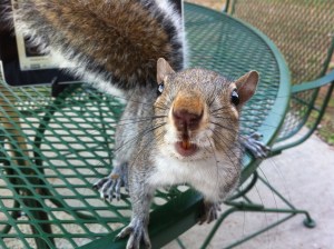 Gorrilla Thermal loading can be enhanced by proper food.