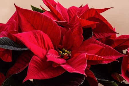 Con flores de color amarillo, rojo, blanco e incluso mezclado. Plantas De Exterior Jardin Planta De Navidad Natural Poinsettia Roja Pascuero 24h Flor De Pascua Jardineria