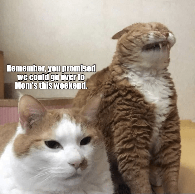 Easily add text to images or memes. Remember Lolcats Lol Cat Memes Funny Cats Funny Cat Pictures With Words On Them Funny Pictures Lol Cat Memes Lol Cats