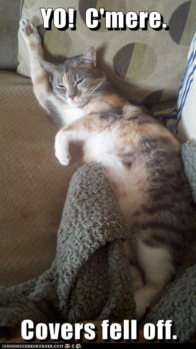 Why on earth would someone ever want to create a meme? YO! C'mere. - Lolcats - lol | cat memes | funny cats | funny cat pictures with words on them