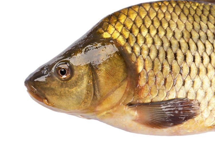 picture Amurkarpfen Geschmack karpfen das gute schwimmt so nah lifestyle derstandard de lifestyle