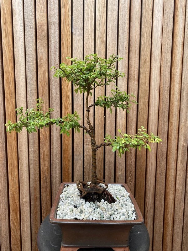 Bonsai Tree Adelaide - Feng Shui Bonsai A Perfect Match Bonsai Tree Gardener : Dasha is an avid gardener.