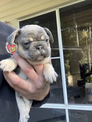 Our gorgeous jack russell puppies will be ready for their new homes in mid september. French Bulldog Puppies Dogs Puppies Gumtree Australia Brisbane North West Pullenvale 1279757584