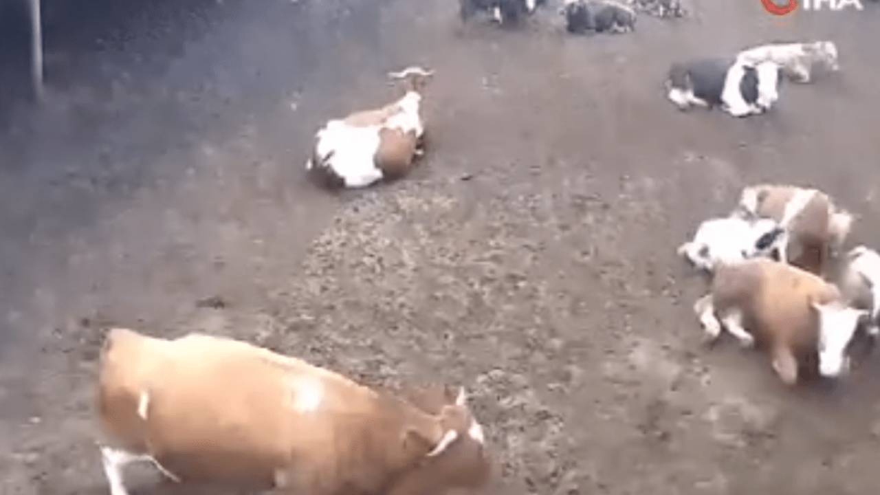 Amasya’da ineklerin depreme yakalandığı anlar kamerada! Amasya’da ineklerin depreme yakalandığı anlar kamerada!