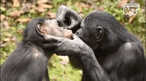 Bonobo Gifs Get The Best Gif On Gifer