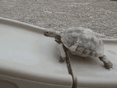 Persistant Tortue Ninja Tortuga Gif On Gifer By Auril