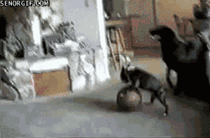 Pelota Tiere Deporte Gif On Gifer By Galune