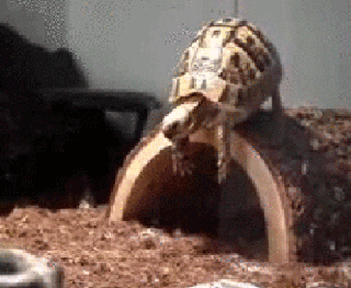Fail Falta Tortue Ninja Gif On Gifer By Mot