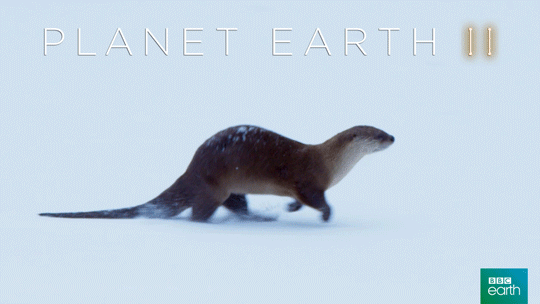 Gif Planet Earth 2 Bbc Naturaleza Animated Gif On Gifer By Fearlesshammer