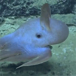 Invertebrate Sea Creature Ocean Gif On Gifer By Starcaster