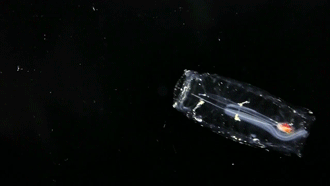 Sciecne Salp Ciencia Gif On Gifer By Blackworker