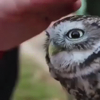 Gif Tiny Owl Winzig Animated Gif On Gifer By Tygrath