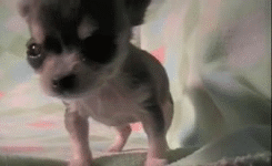 Gif Animales Felicidad Cachorro Gif Animado En Gifer De Gavinrarn