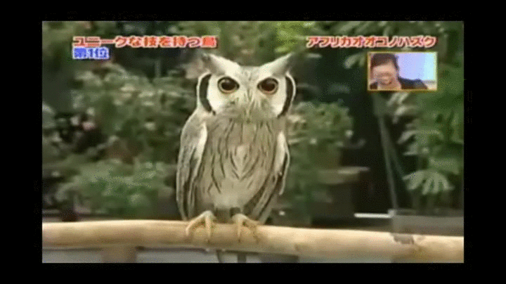 Owlsi Superb Dracula Gif On Gifer By Gholbikus