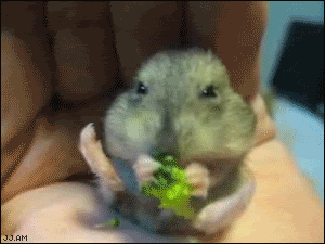 Flail Omnom Hampster Gif On Gifer By Felhala