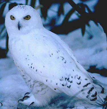 Eule Hibou Coruja Gif On Gifer By Fordrenn