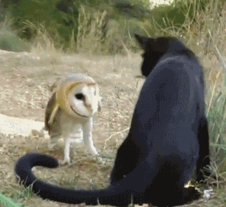 Owl Eule Hibou Gif On Gifer By Bawield
