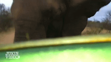 Discover and share the best gifs on tenor. Gif Naturaleza Wildlife Animal Attack Animated Gif On Gifer By Sharphammer