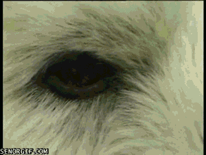 Hablante Hablando Animales Gif En Gifer De Morluntrius