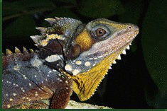 Slideshow Reptiles Boyds Forest Dragon Gif On Gifer By Gholbiri