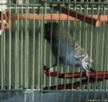 Parakeet Animales Gif Buscar En Gifer