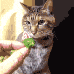 Gif Iz Teh Mien Animated Gif On Gifer