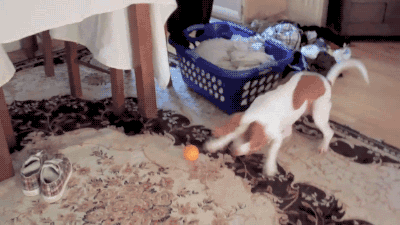 Gif Bbc Suzy Parker Tilt Animated Gif On Gifer