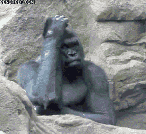 Gorilla Gorille Gif Find On Gifer
