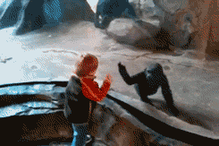 Bebe Imitate Gif Find On Gifer