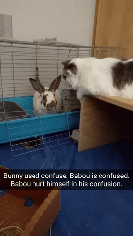 Bit Oye Oi Gif Find On Gifer