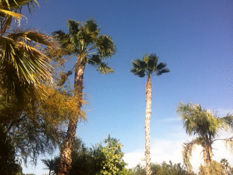 Prayer and medication to follow. Palm tree GIF - Find on GIFER