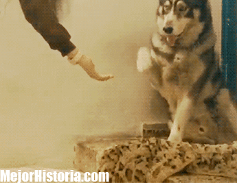 Animales Gif Encontrar En Gifer