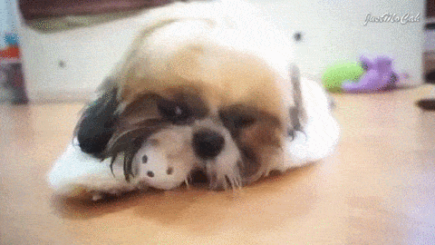 Shih Tzu Perrito Dog Gif Find On Gifer