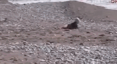 Gif Animais Dog Animaux Animated Gif On Gifer