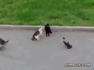 Catfight Animais Tiere Gif Find On Gifer