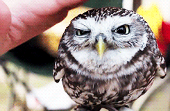 Animales Uhu Owl Gif On Gifer By Salore