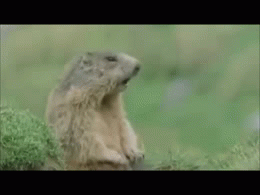 Gopher Tiere Animais Gif Find On Gifer