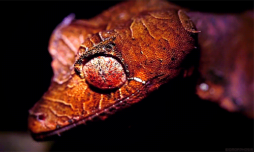 Reptiles Natureza Tiere Gif Find On Gifer