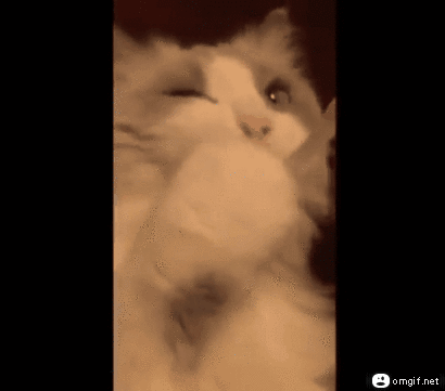 Cleopatra the cat freaks out on stairs. Gif Cat Crunk Trippen Animated Gif On Gifer