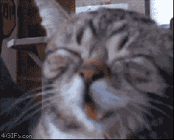 Cat Love Animais Tiere Gif Find On Gifer