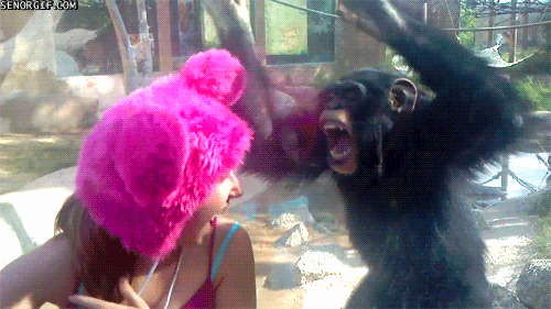 Apes Baila Chimpanzee Gif Find On Gifer