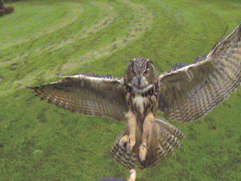 Animaux Animales Gif Find On Gifer