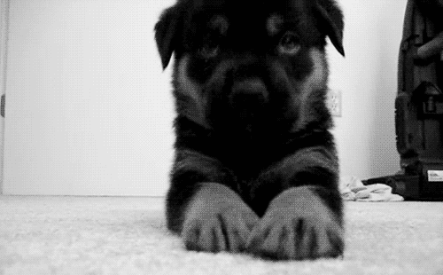 Baby Dog Bebe Animais Gif Find On Gifer