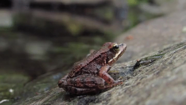 Rana Gifs Get The Best Gif On Gifer